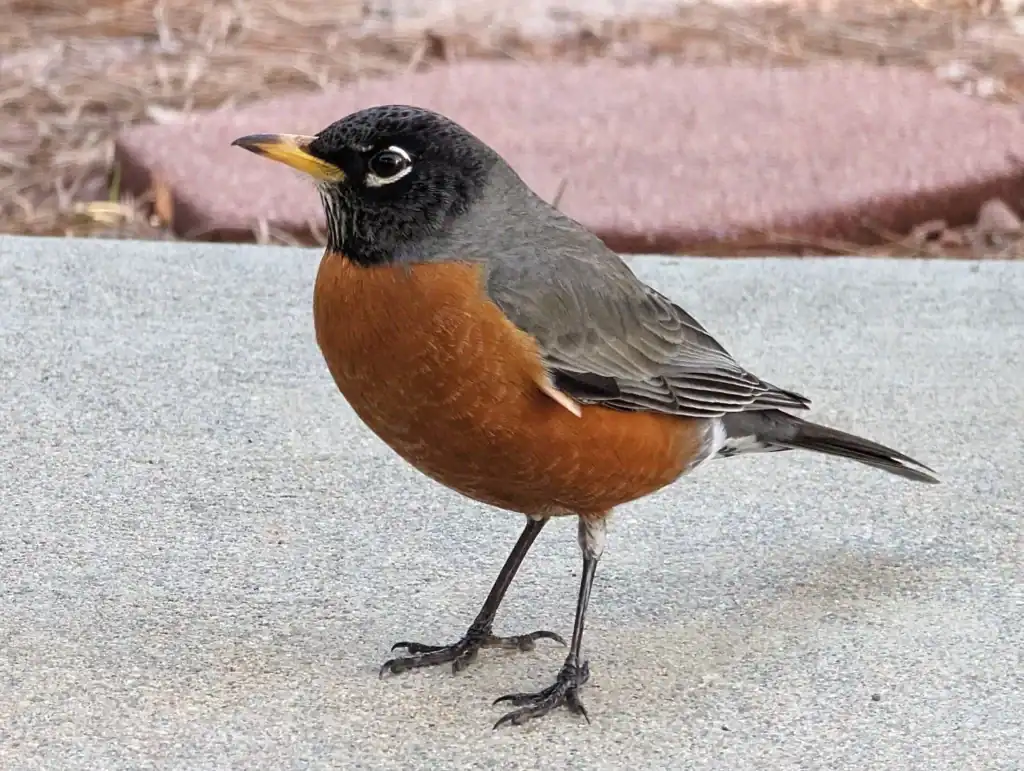 american robin