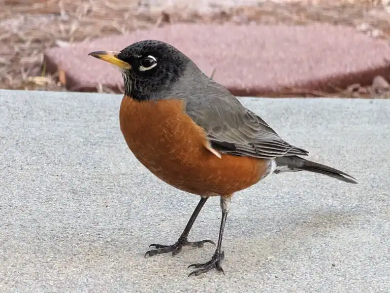 american robin
