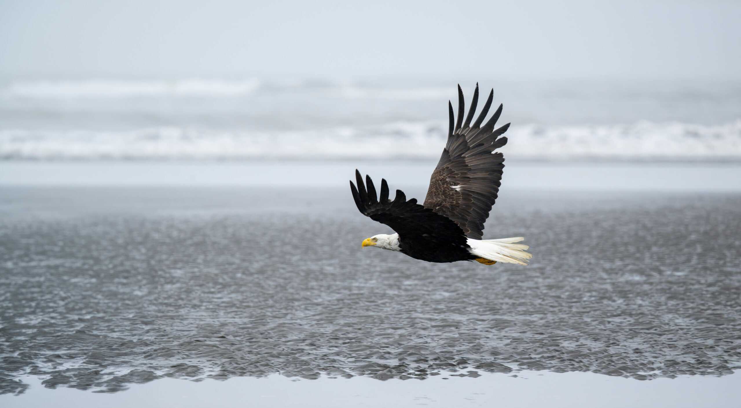 bald eagle picture 1