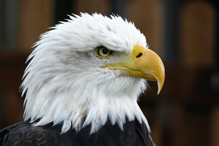 bald eagle picture 3