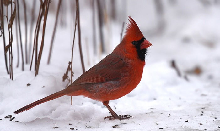 how to attract northern cardinals