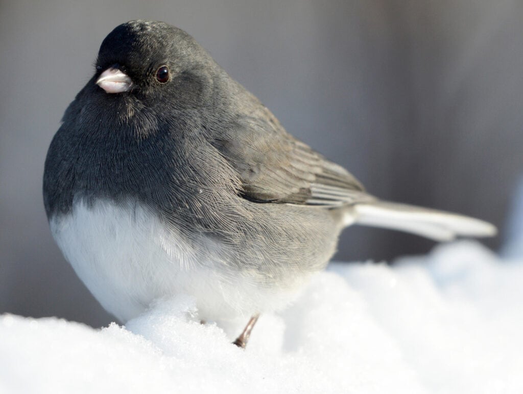 dark eyed junco diet