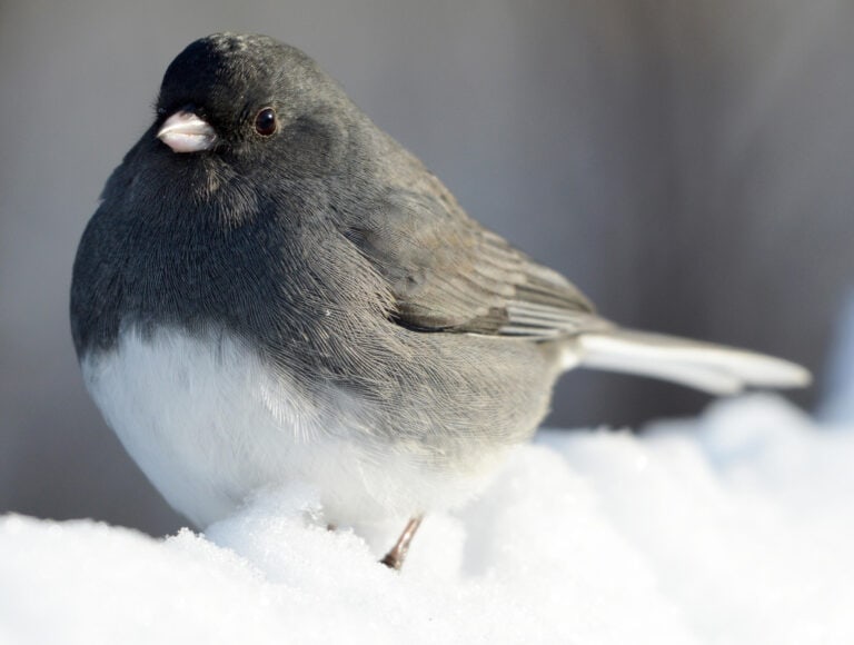 dark eyed junco diet