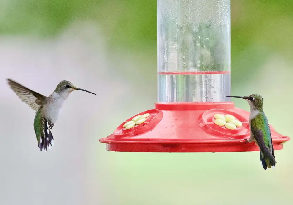 do hummingbirds migrate