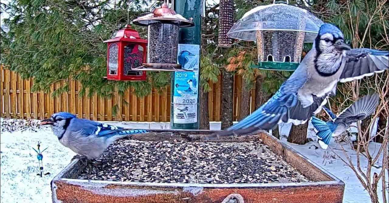 feeder for blue jays.