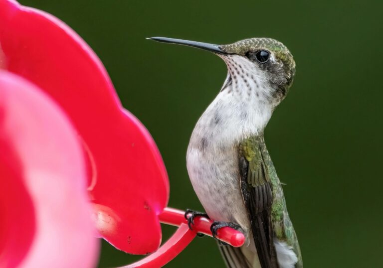 how to attract hummingbirds