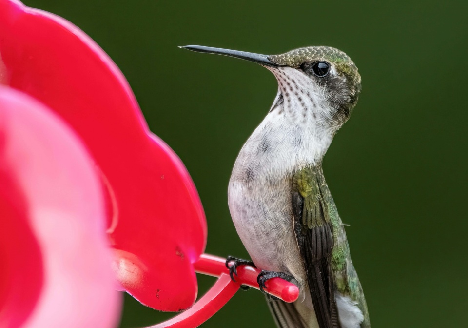 how to attract hummingbirds
