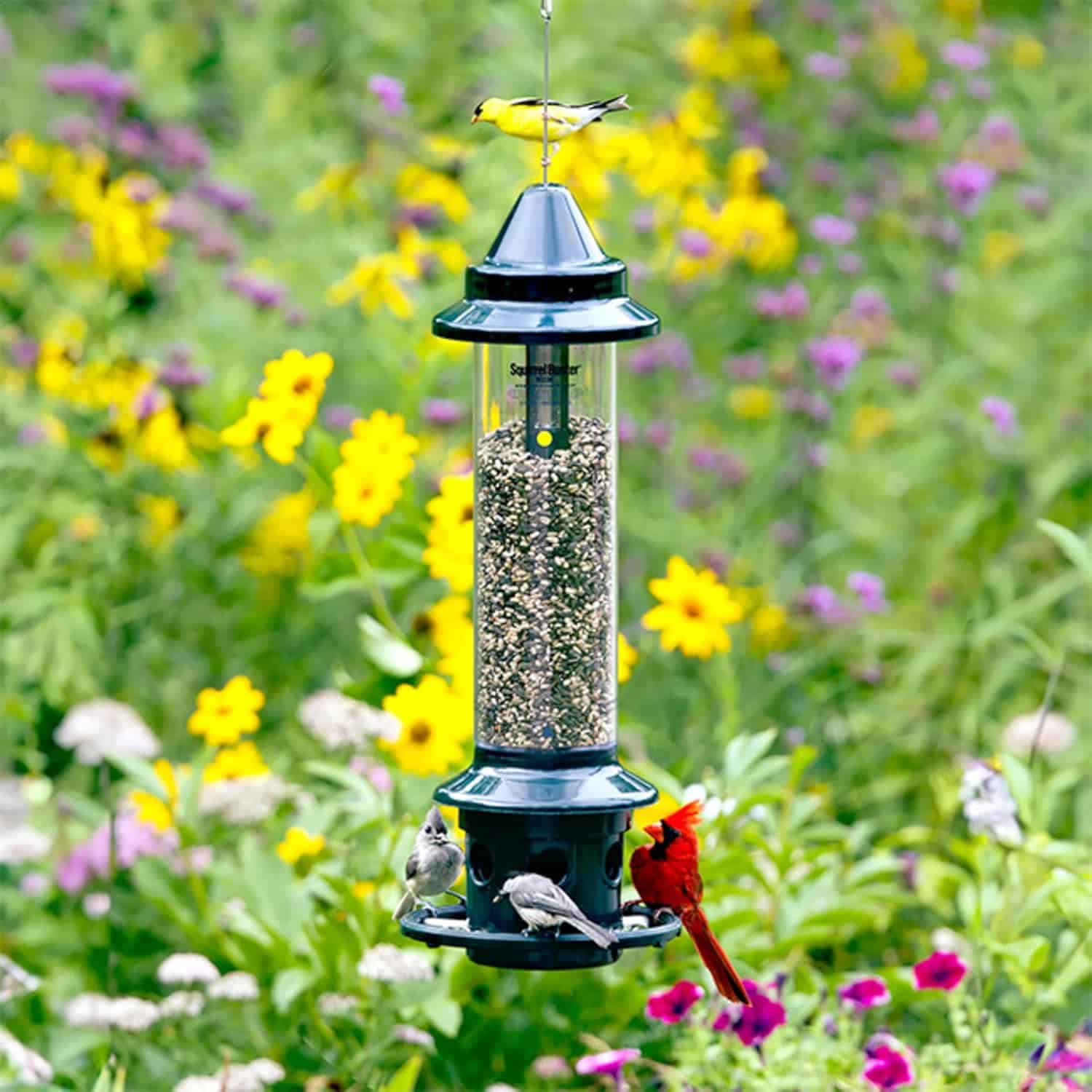 brome squirrel buster plus