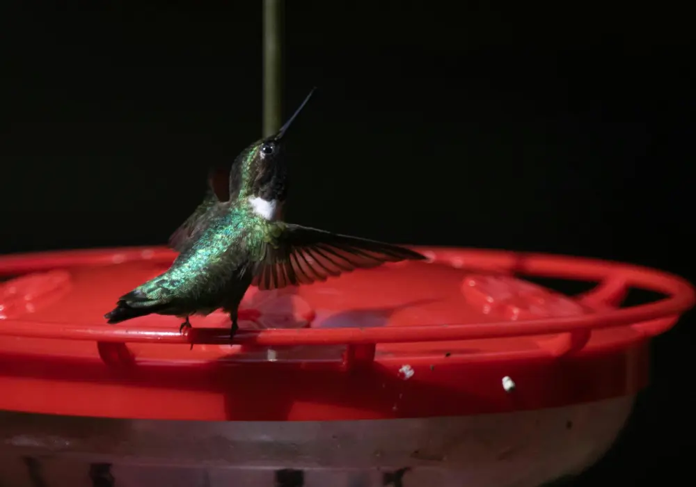 how to clean hummingbird feeder guide