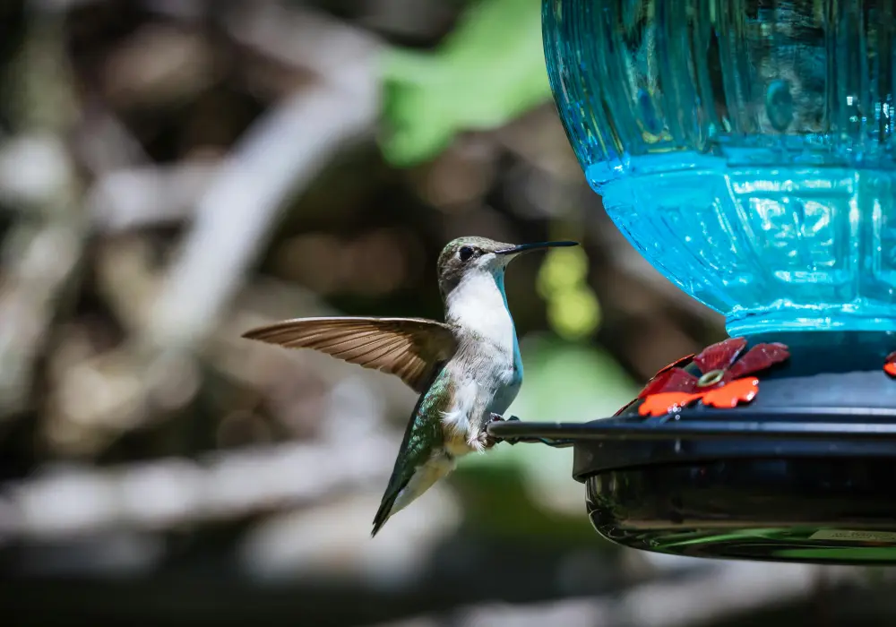 how to keep ants out of hummingbird feeder