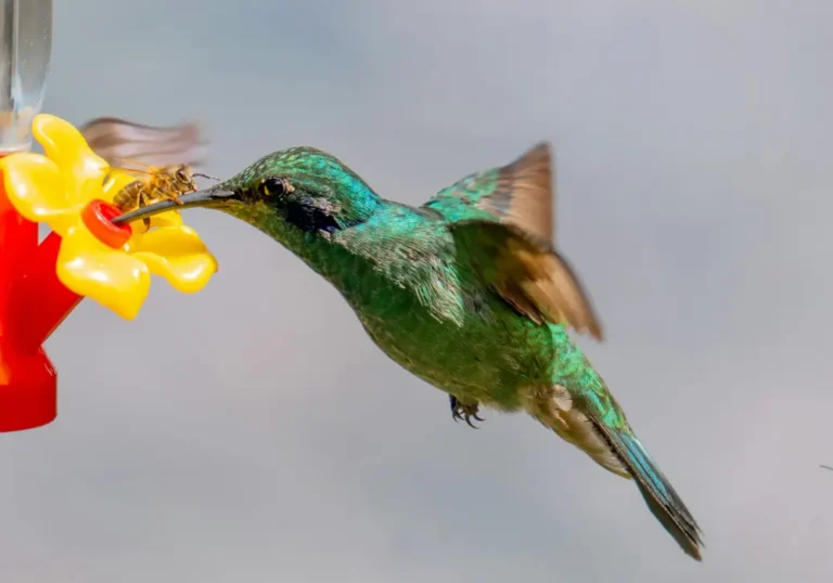 how to keep bees away from hummingbird feeders