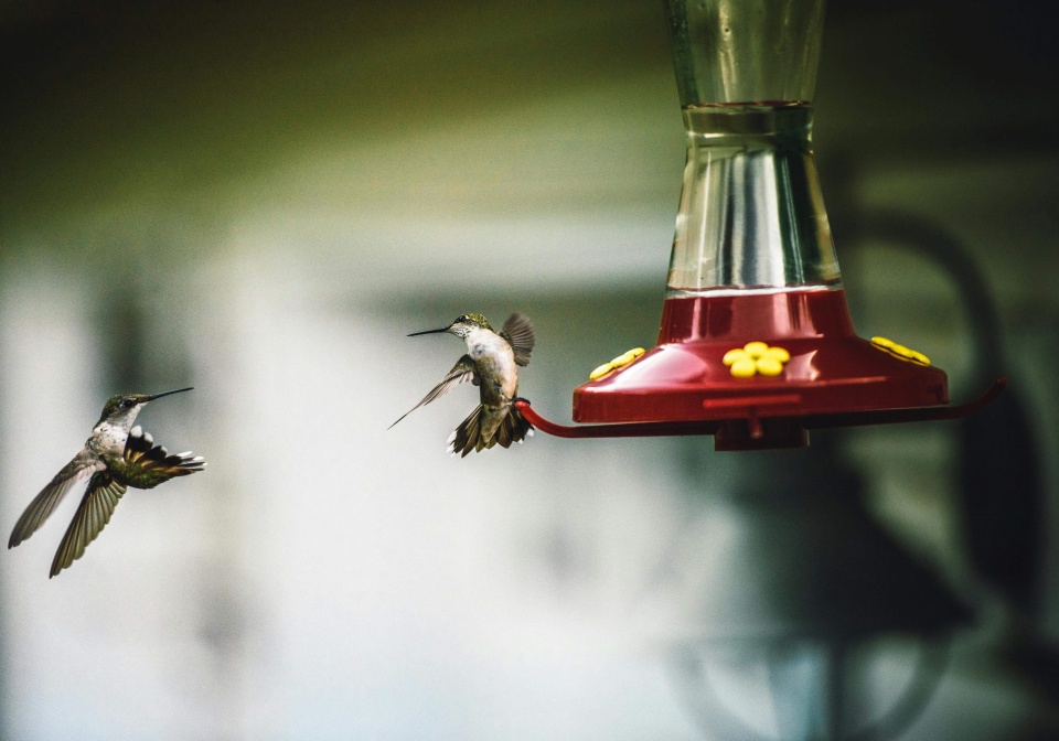 how to make hummingbird nectar