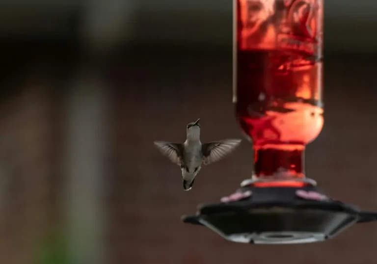 how to make hummingbird water