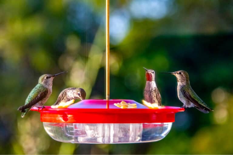 hummingbird food recipe