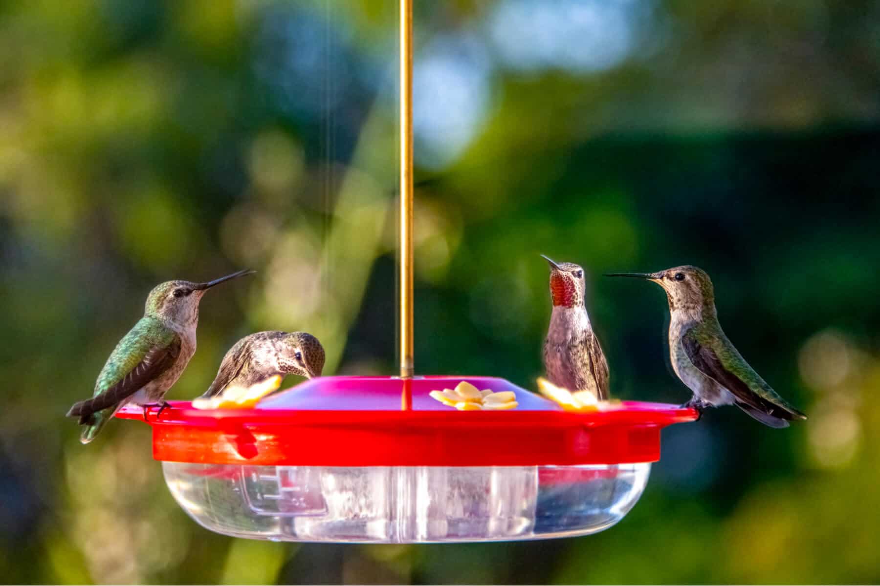 How to Make Hummingbird Food: The Perfect 4:1 Sugar Water Recip