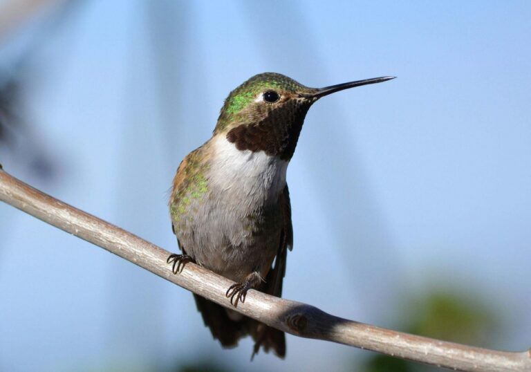 hummingbird meaning