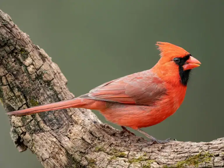 northern cardinal meaning