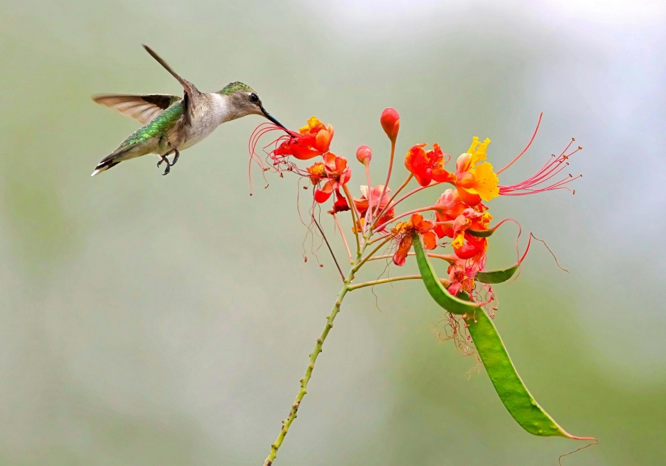 what do hummingbirds eat