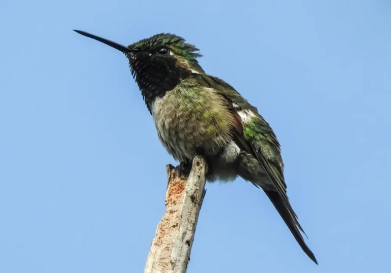 what do hummingbirds need to survive checklist