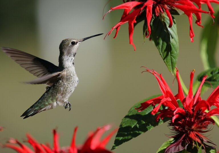 what flowers do hummingbirds like