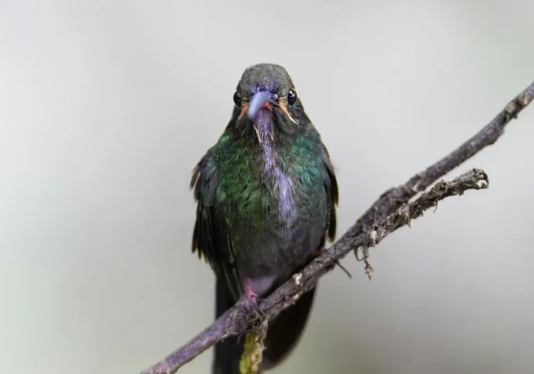 when do hummingbirds migrate south timeline