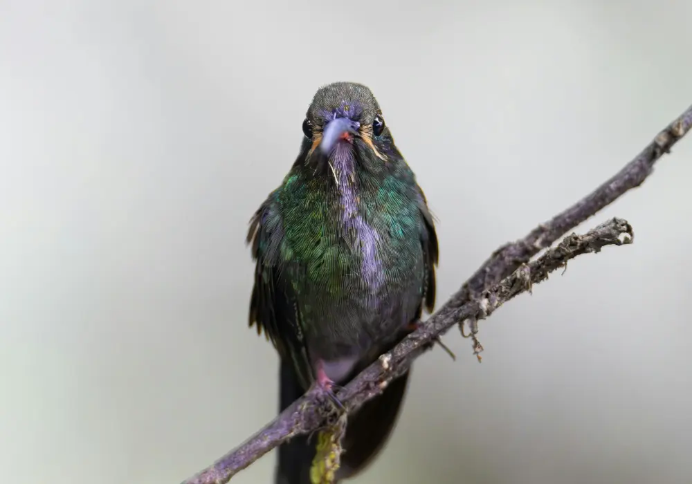 when do hummingbirds migrate south timeline