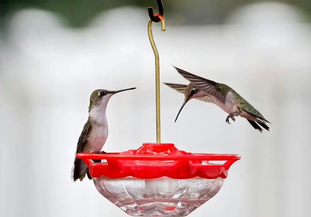 when to put out hummingbird feeders