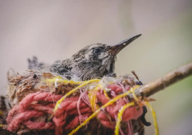 where do hummingbirds nest