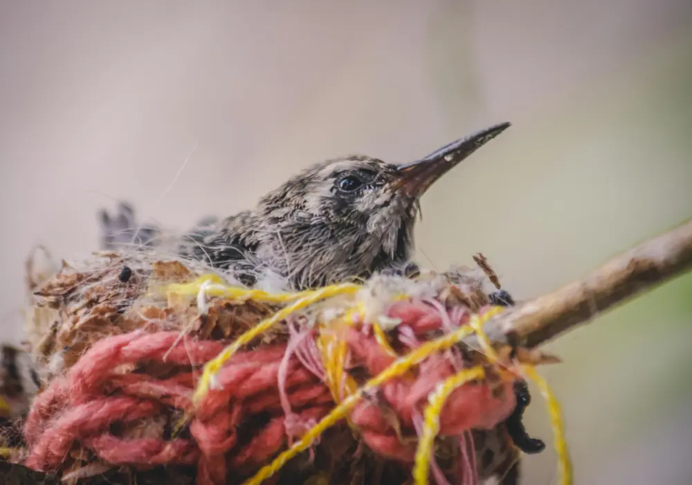 where do hummingbirds nest