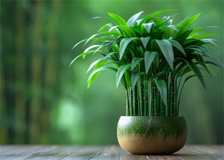 best house plants for low light lucky bamboo