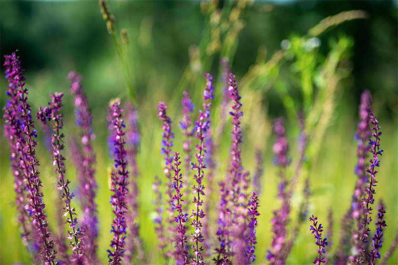 flowers for hummingbird garden salvia