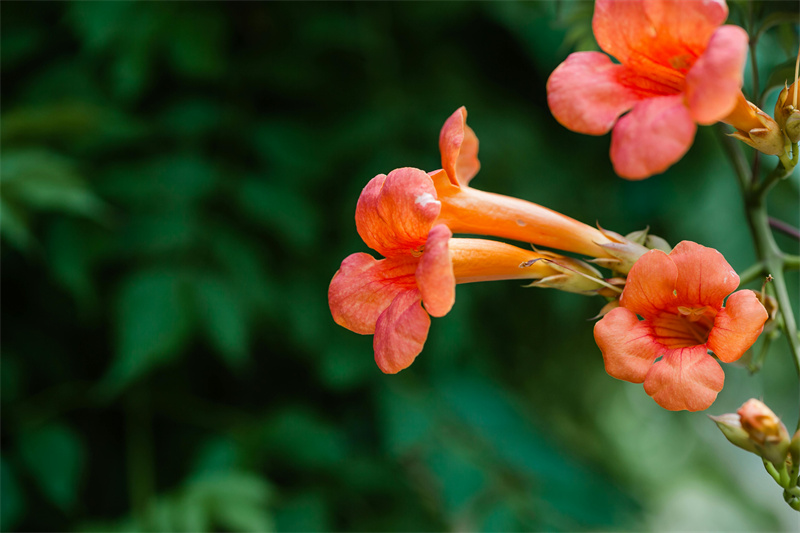 flowers for hummingbird trumpet creeper