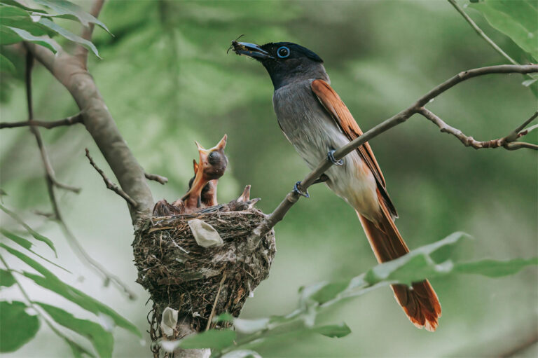 how long do baby birds stay in the nest
